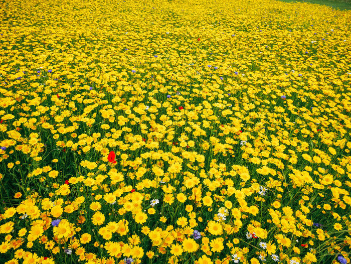 Full frame shot of fresh yellow flowers blooming in field