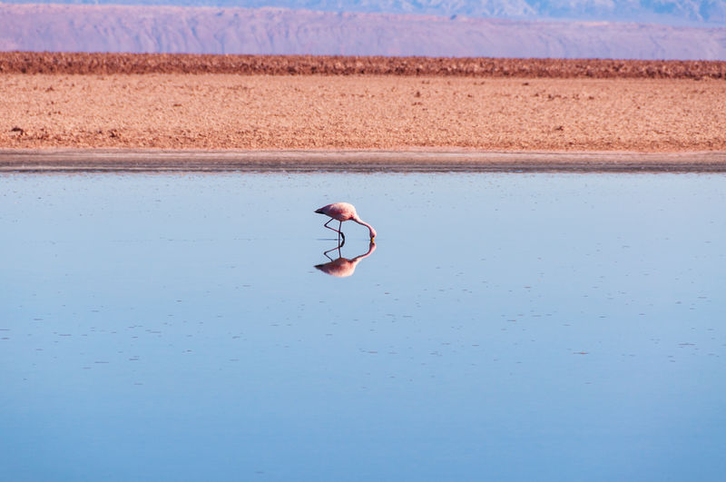 Flamingo standing in calm lake