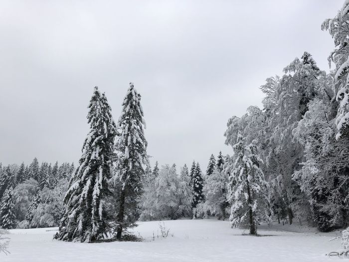 Trees on snow covered field against sky