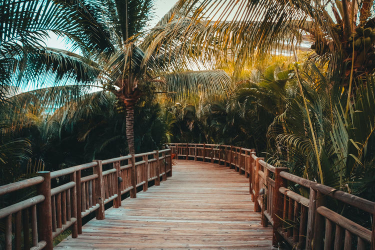 Diminishing perspective of footbridge amidst palm trees in garden