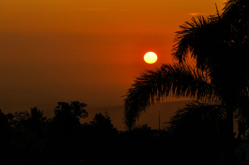 Low angle view of silhouette palm trees against orange sky