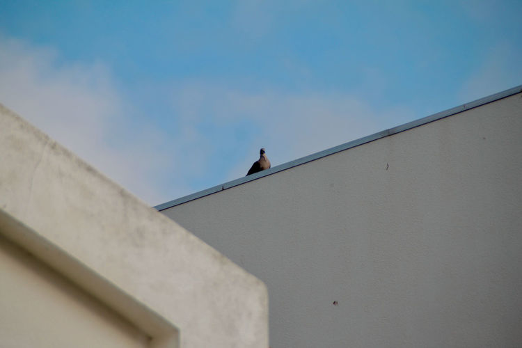 Low angle view of pigeon perching on building against sky