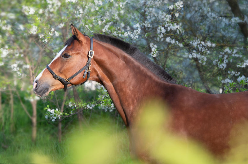 Horse standing on field