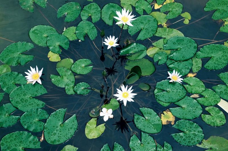 High angle view of flowers growing in water