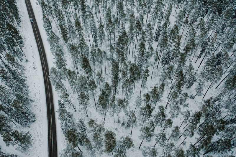 Snow covered pine trees in forest