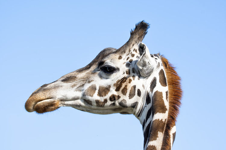 Giraffe head side face portrait in day against blue sky.
