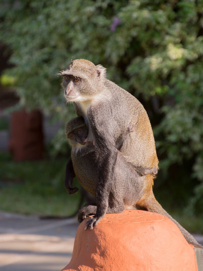 Monkey with its baby sitting on a rock