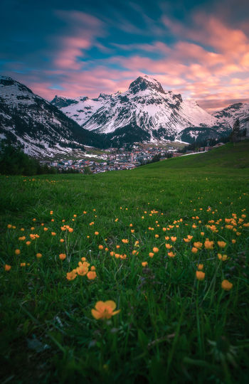 Flowering plants against snowcapped mountains during sunset