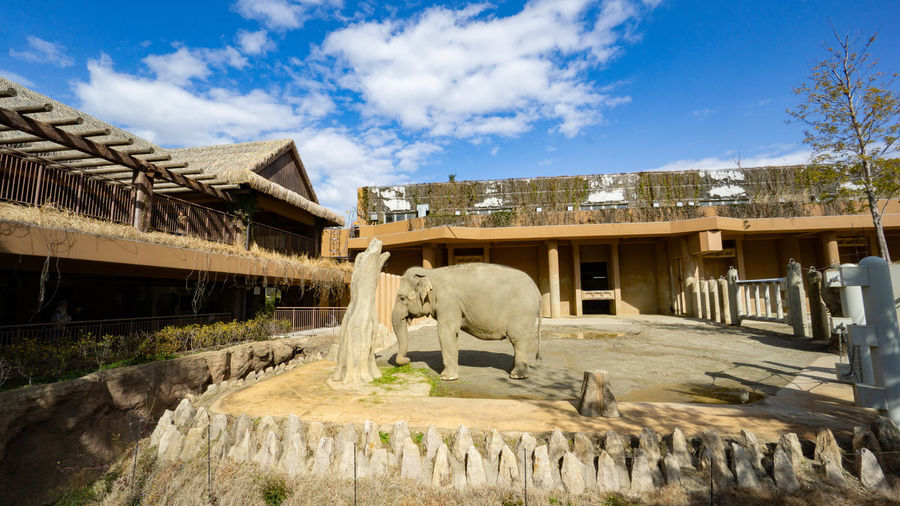 Elephant in higashiyama zoo and botanical gardens