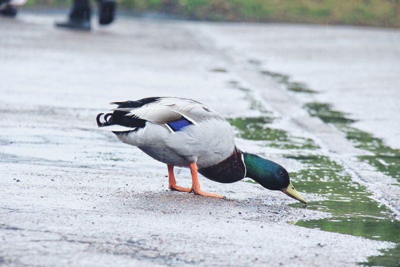 Side view of a bird on the road