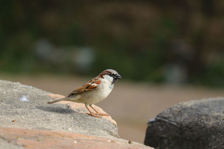 A male colorful sparrow sitting on cement rock with blur background, bird watching
