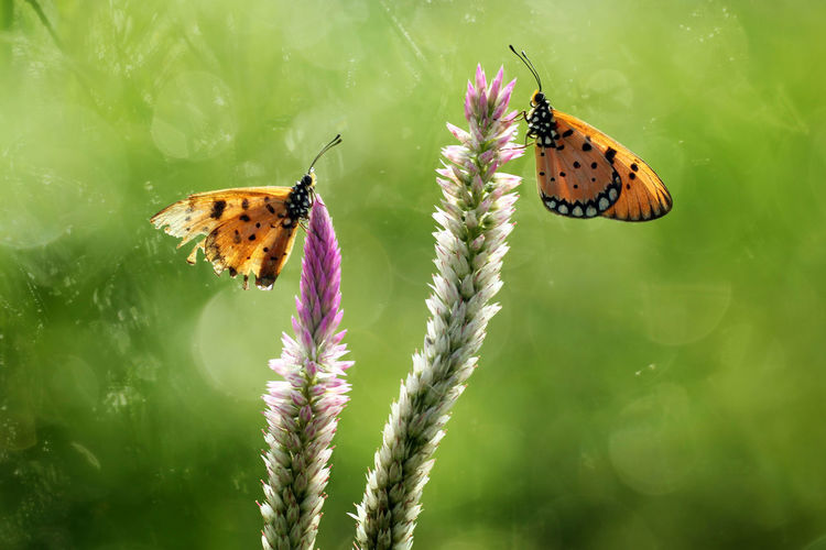 Butterfly on flower