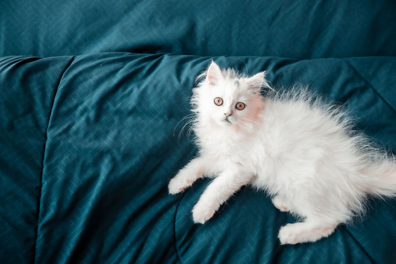 High angle view of cat on bed