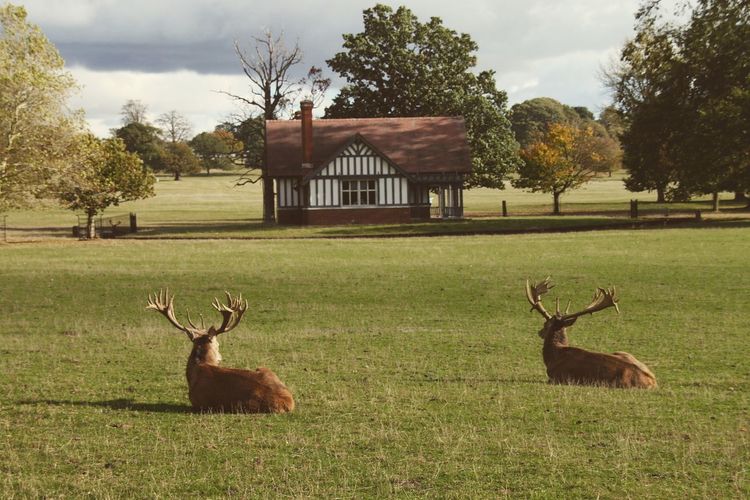Deer in a field