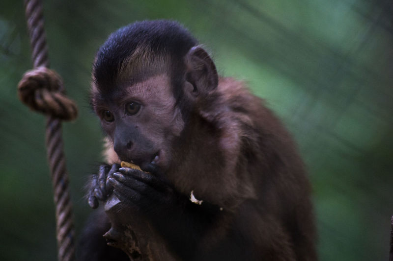 Close-up of infant monkey eating food at zoo