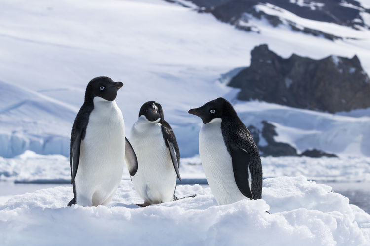 Group of adelie penguins on fast ice near d'urville monument in the antarctic sound.