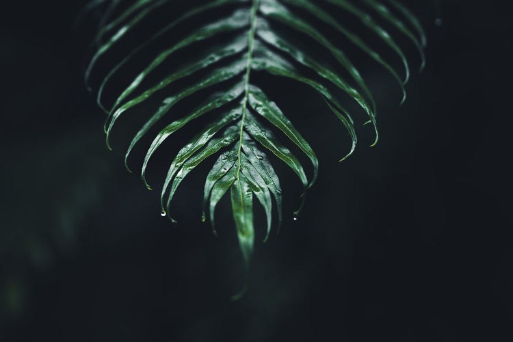 Close-up of tree leaves outdoors