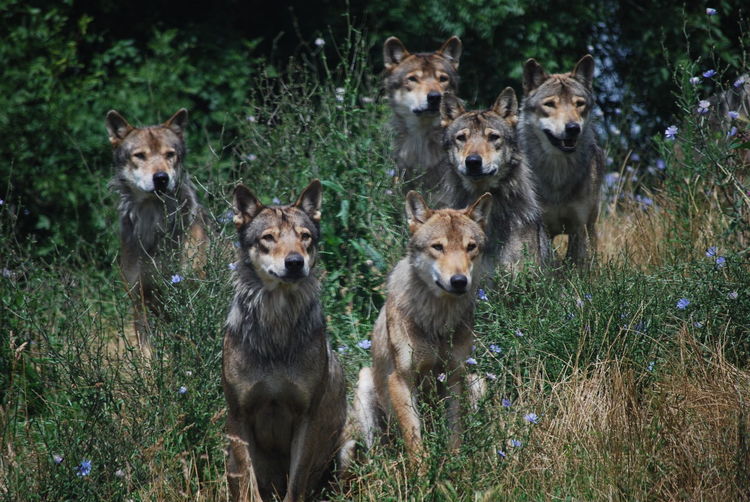 Wolves on field at planete sauvage