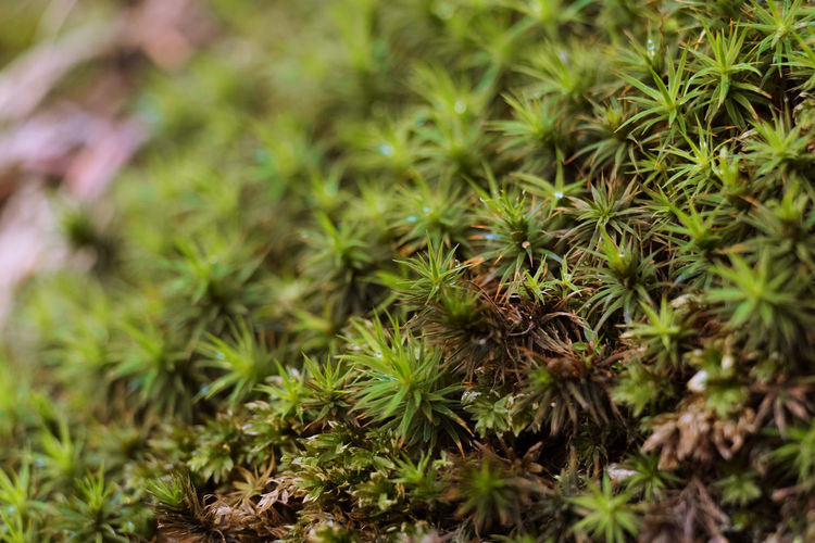 Macro shot of plants growing on field