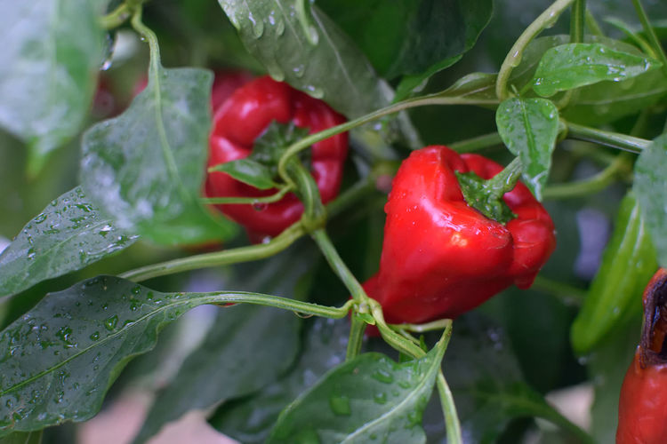 Close-up of wet red chili peppers on plant