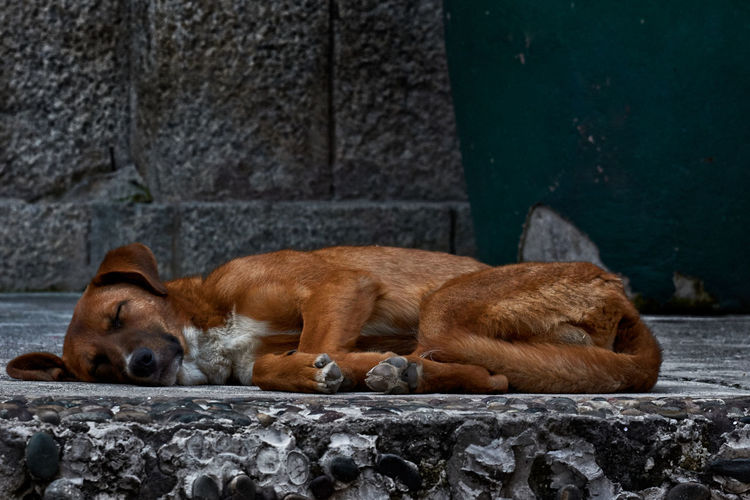 Dog sleeping on wall