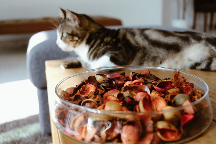 Close-up of nutshells in bowl against cat