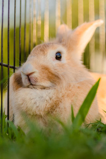 Close-up of rabbit in cage