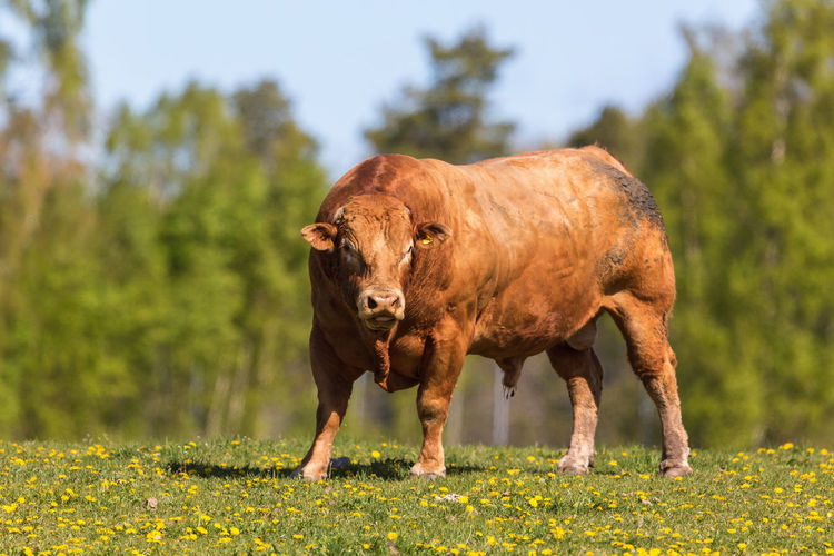 Large bull in a summer landscape