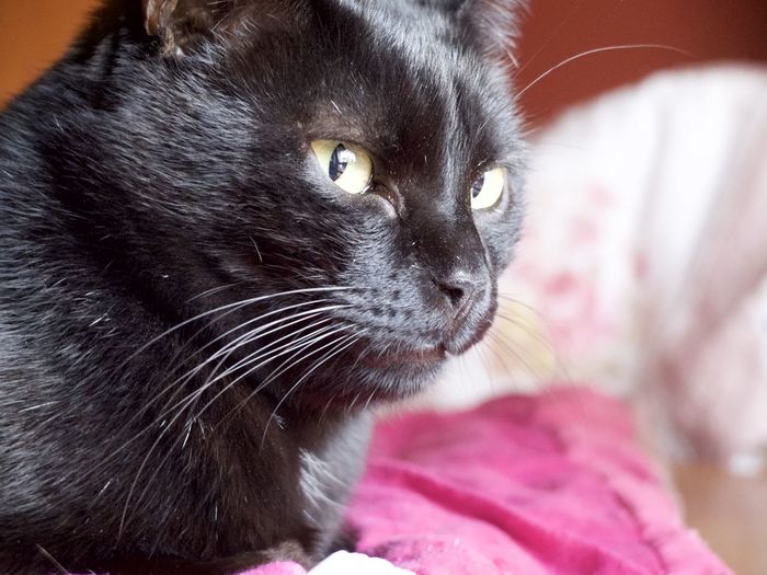 Close-up portrait of cat