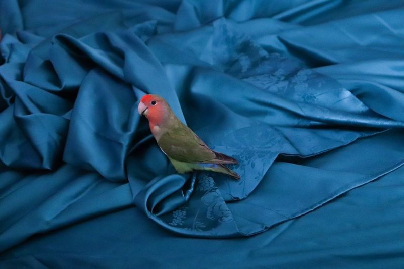 High angle view of a bird on bed