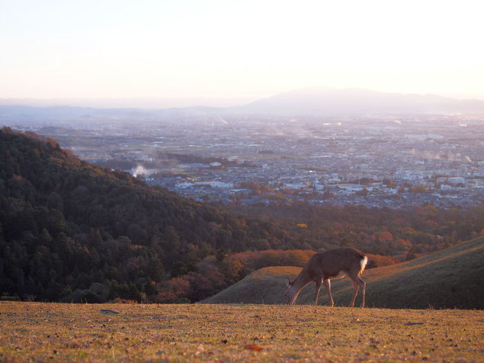 Deer eating on wakakusayama summit