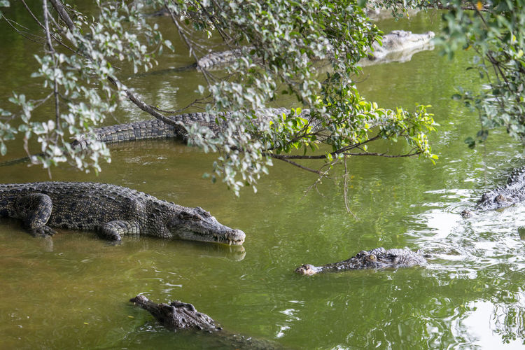 High angle view of crocodile in lake