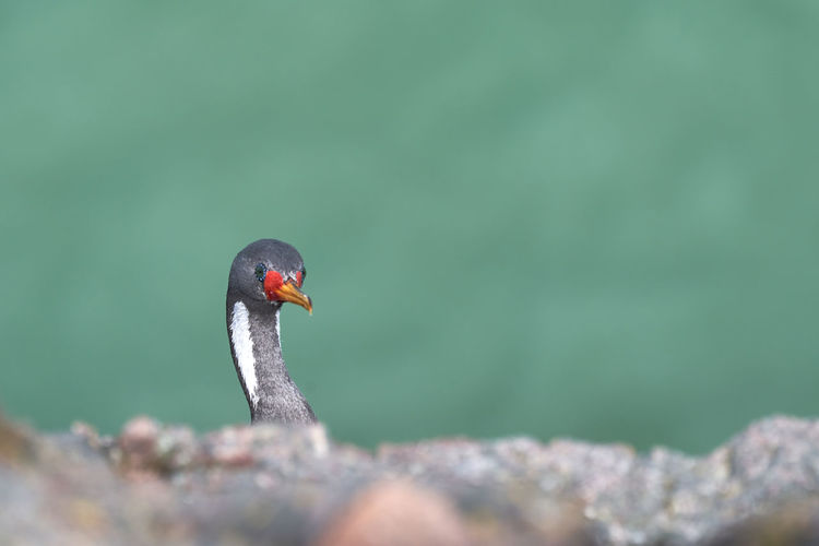 Phalacrocorax gaimardi is a red legged cormorant with hypnotic blue sprinkled eyes, puerto deseado