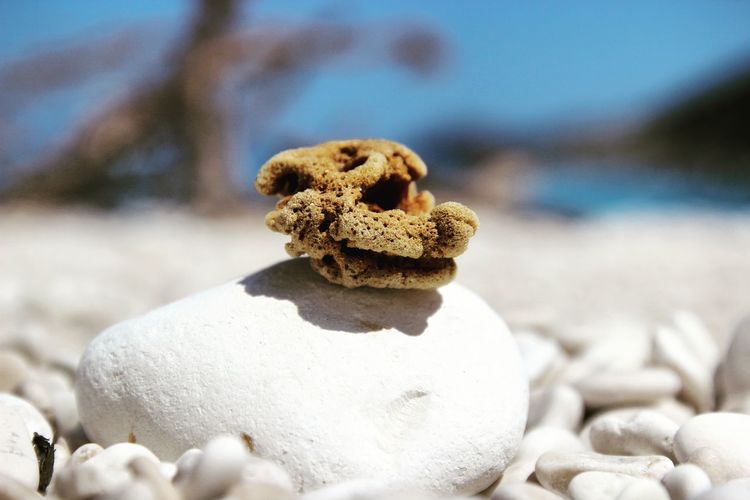 Close-up of sea sponge with stones on pebbles