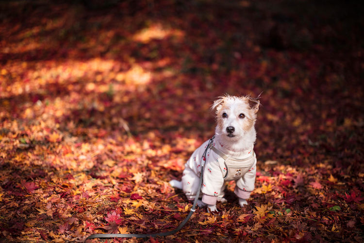 Portrait of dog by land on road during autumn