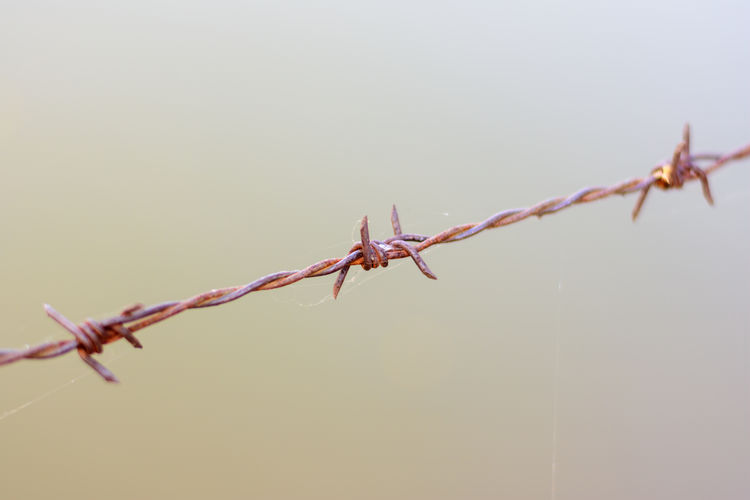 Close-up of barbed wire by lake
