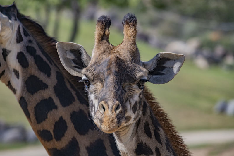 Close-up of giraffe
