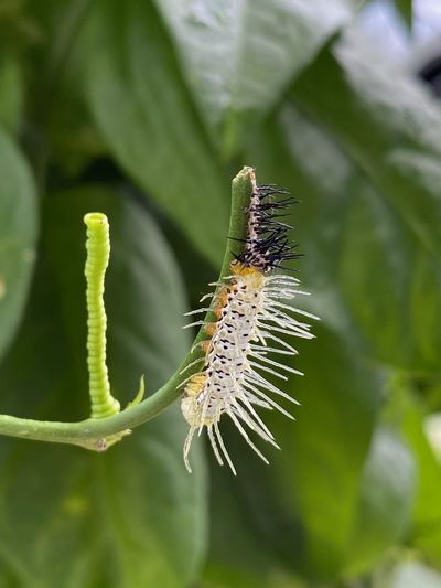 Bright new caterpillar skin