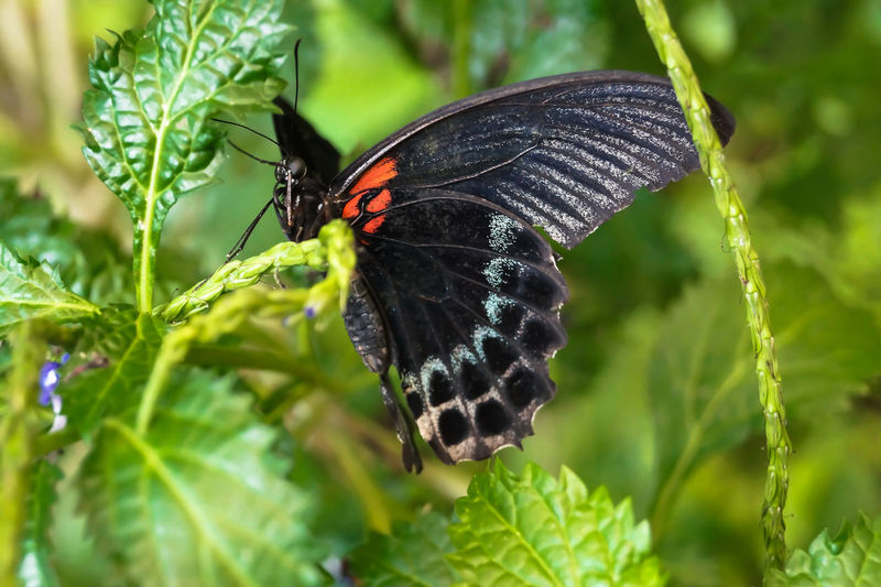 Close-up of butterfly on leaf