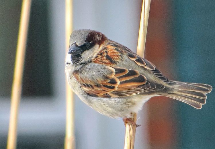 Close-up of sparrow perching on cable