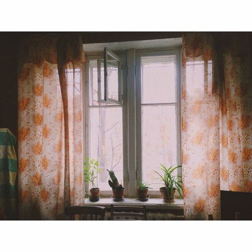 Potted plants on window sill at home