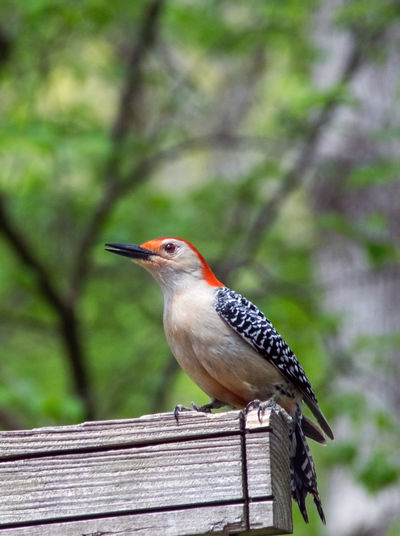 Close-up of red headed woodpecker bird perching on wooden bench