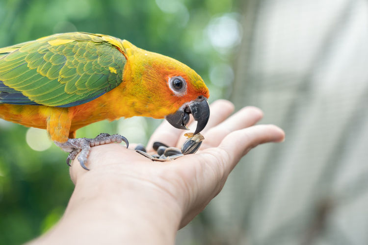 Close-up of a hand holding a bird