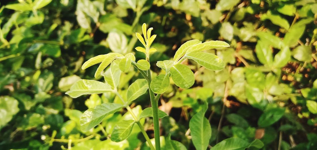 Close-up of fresh green plant leaves on field