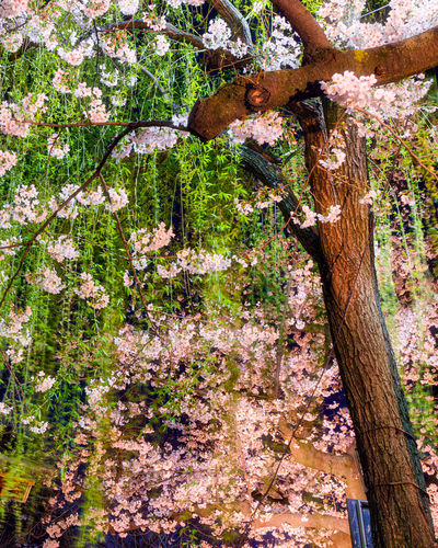 Close-up of cherry blossom tree in forest