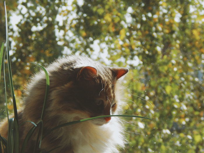 Close-up of a cat