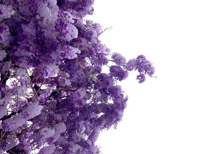 Close-up of fresh purple flower tree against sky