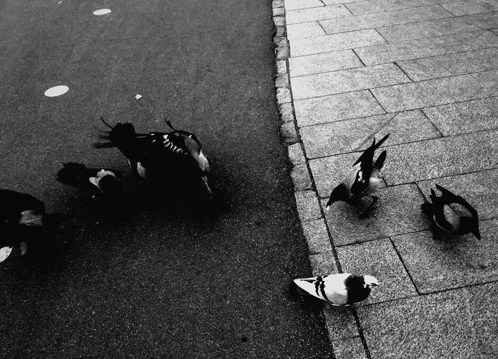 High angle view of pigeons on sidewalk