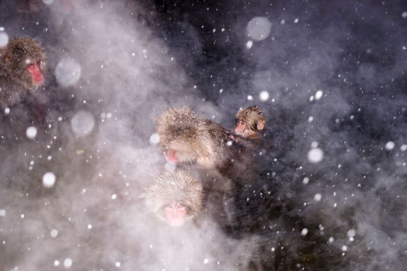 Close-up of japanese macaques in water
