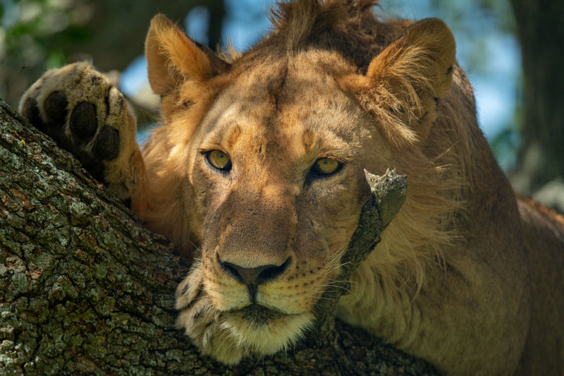 Close-up of male lion lying in tree